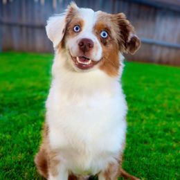Gracie - Miniature Australian Shepherd