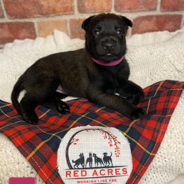Belgian Malinois Puppies from Red Acres Working Line K9s