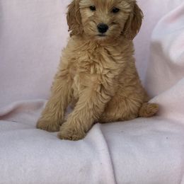 Silas - Apricot male Goldendoodle puppy in Lancaster, Kentucky from Dream Paws Puppies, LLC