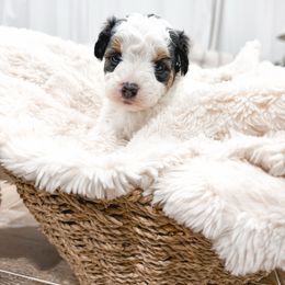 Pink - Black tri-color female Aussiedoodle puppy in Slc, Utah from Timp Doodles