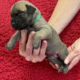 Dark green collar - Fawn female Great Dane puppy in Morriston, Florida from Boulder View Danes