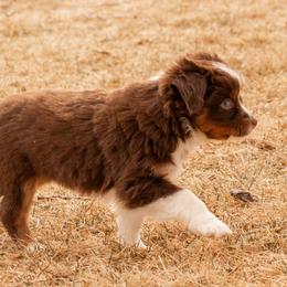 Miniature American Shepherd and Miniature Australian Shepherd Puppies from Bellewynd Acres