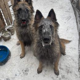 Belgian Tervuren Puppies from SoDak Belgians/ Protégé Belgians