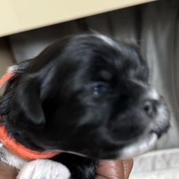 Maltese, Pomeranian, Shih Tzu, and Yorkshire Terrier Puppies from Gibbs Gorgeous Paws LLC