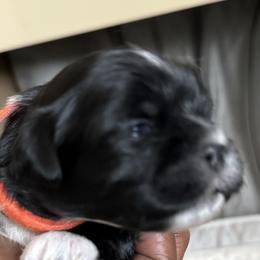 Maltese, Pomeranian, Shih Tzu, and Yorkshire Terrier Puppies from Gibbs Gorgeous Paws LLC