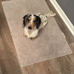 Oakley - Dachshund