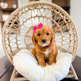 Akita - Red  female Goldendoodle puppy in West Haven, Utah from Split Mountain Doodles