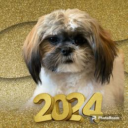 Shih Tzu All Grown Up from P and J Farms