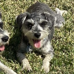 Gin - Miniature Schnauzer
