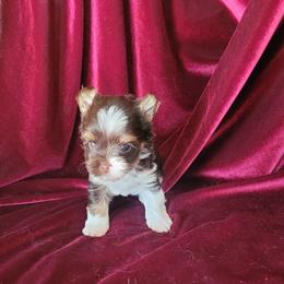 Foxy - Chocolate, tan and white female Yorkshire Terrier puppy in Buda, Texas from BIOLA'S YORKIES