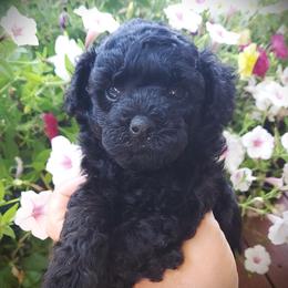 Winston- AKC Toy Poodle - Black male Poodle puppy in Falcon, Missouri from Cedar House Heritage Poodles | AKC Toy & Miniature Poodle Puppies Raised in Home