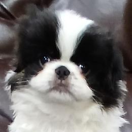 Cam - Tricolors male French Bulldog puppy in Salem, Oregon from Chinnychinchinofsalem