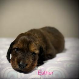 Esther - Red female Dachshund puppy in Bluff City, Tennessee from Sidanelv Dachshunds