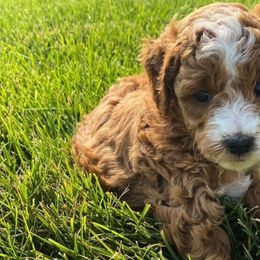 Goldendoodles from WDoodles