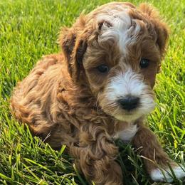 Goldendoodles from WDoodles