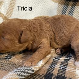 Tricia - Red female Cavapoo puppy in Lebanon, Missouri from Cobbs Creek Canines