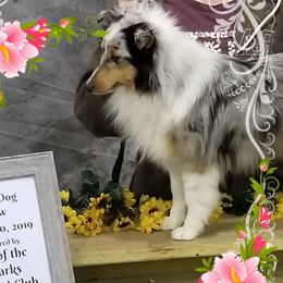 Miniature Schnauzers and Shetland Sheepdogs from Sassy's Classy Canines