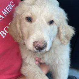 Turbo - Cream male Pyredoodle puppy in Prescott, Washington from Washington Pyredoodles