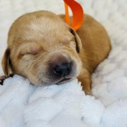 Golden Retriever and Labrador Retriever Puppies from Golden Bundles