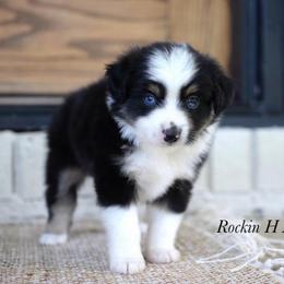 Boy 2 - Black tri male Toy Australian Shepherd puppy in Russellville, Arkansas from Rockin H Aussies