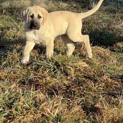Anatolian Shepherd Dog and Vizsla Puppies from Royal Kennels