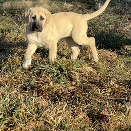 Anatolian Shepherd Dog and Vizsla Puppies from Royal Kennels