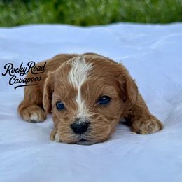 Milo - Red male Cavapoo puppy in Nashville, Arkansas from Rocky Road Puppies