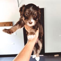 Palm Tree - Tri-color female Bernedoodle puppy in Jackson, Missouri from Pincksten Family Doodles