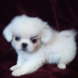 CiCi - White male Pekingese puppy in Willow Spring, South Carolina from Pekingese Zoo