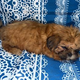 Citrine - Red female Shih Tzu puppy in Russellville, Kentucky from The Patriot Tzu