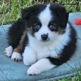 Kissy - Black tri female Toy Australian Shepherd puppy in Powell Butte, Oregon from Willow Lane Ranch