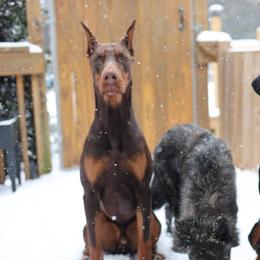 Kane - Red and rust male Doberman Pinscher puppy in Williamston, Sc, South Carolina from Dutton Dog Co & Dalla Grazia Doberman