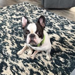 Russell - French Bulldog