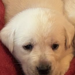 Yellow girl 2 - Yellow female Labrador Retriever puppy in Jamestown, Ohio from Heartlands Quality Labrador Retrievers