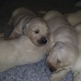 French Bulldog and Golden Retriever Puppies from Tracy Soreano