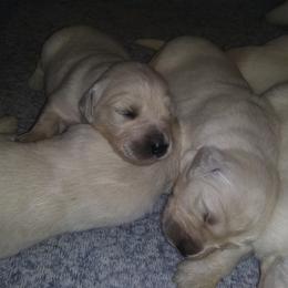 French Bulldog and Golden Retriever Puppies from Tracy Soreano