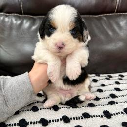 Cotton - Blue merle female Aussiedoodle puppy in Heber City, Utah from Junipersdoodles