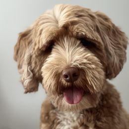 Australian Labradoodles from Heritage Manor Labradoodles (HML)