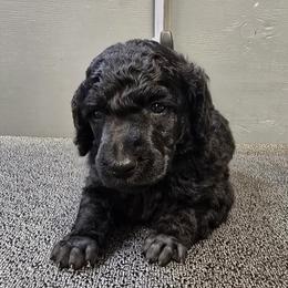 White Collar - Black female Poodle puppy in Patterson, California from Paterson Poodles