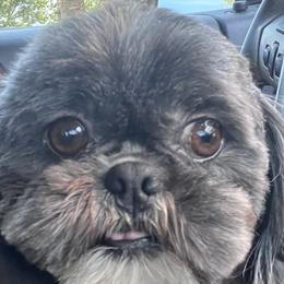 Tuff - Shih Tzu