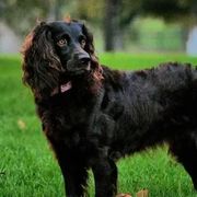 Willow - Boykin Spaniel