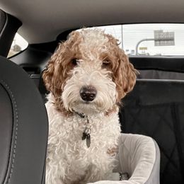 Chloe - Goldendoodle