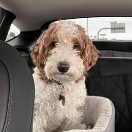 Chloe - Goldendoodle