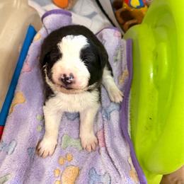 Posty - Black and white male Border Collie puppy in Richland Hills, Texas from Bordercollieblues