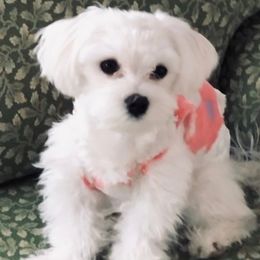 Buddy - Maltese