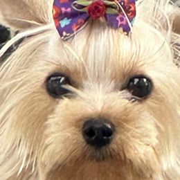 Poodles and Yorkshire Terriers from Ruby the poodle