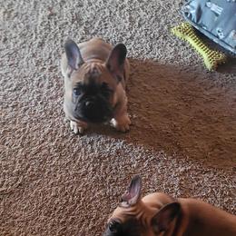 French Bulldog Puppies from 4 Leaf Frenchies