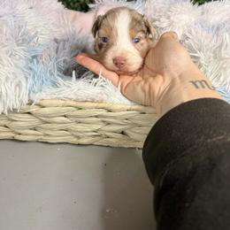 Peep - Red merle female Australian Shepherd puppy in Placerville, California from BFF Aussies