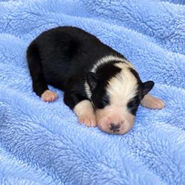 Uno - Black tri-color male Australian Shepherd puppy in Howardsville, Virginia from Spectacular Aussies and Cavaliers