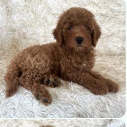 Bentwee - Goldendoodle